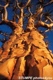 Kcherbaum bei Keetmanshoop, Namibia