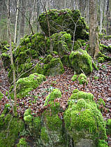 Bemooste Felsen