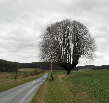 Baum