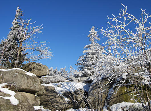 Nusshardt im Dezember 2008 im Fichtelgebirge