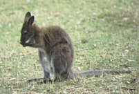 192-Wallabies