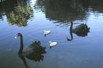 231-Melbourne Botanischer Garten