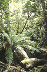 Tasmanien - Russel Falls