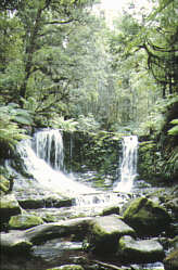 Tasmanien - Russel Falls