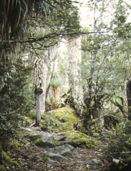 Tasmanien - Lake Dobson