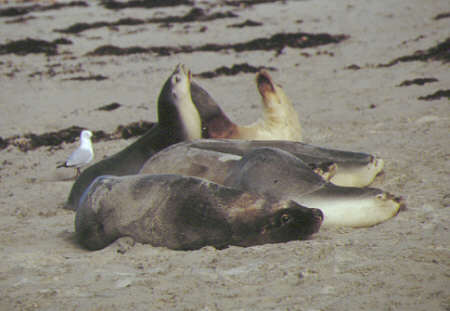 Kangaroo Island - Seal Bay