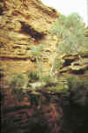 469-Kings Canyon