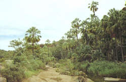 483-Palm Valley