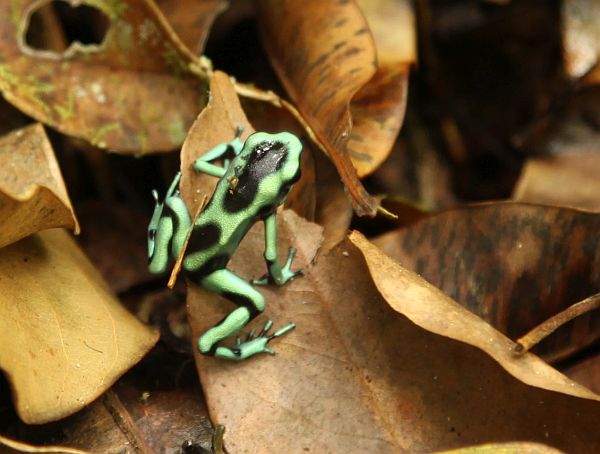 Costa Rica 2014