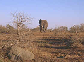 Ein Elefant im Krger Nationalpark