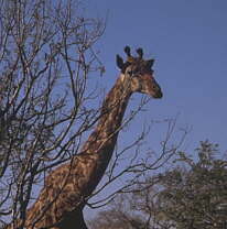 Giraffe in Sdafrika