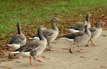 Moritzburg Herbst 2008