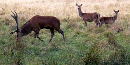 Moritzburg Herbst 2008