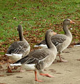 Moritzburg Herbst 2008