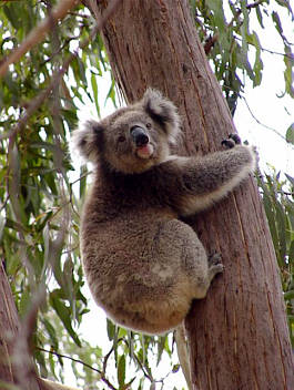 Phillip Island Australien