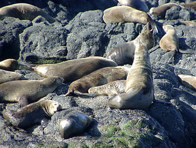 Phillip Island Australien