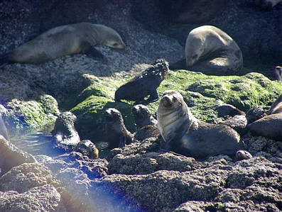 Phillip Island Australien