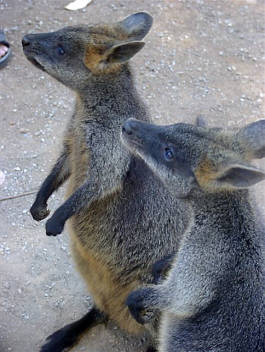 Phillip Island Australien