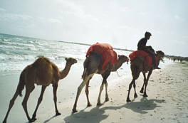 Strand auf Djerba