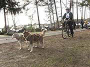 Husky Trekking an der Nordsee