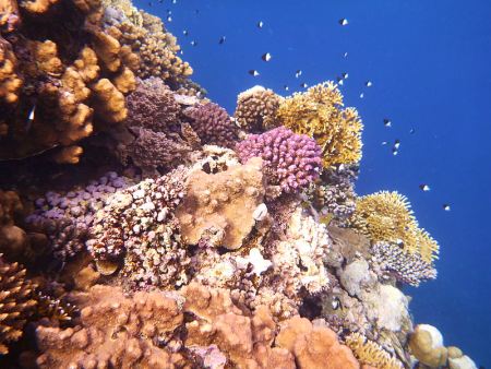 Korallenriff im Roten Meer an der Küste Ägyptens, nördlich von Marsa Alam