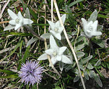 Edelweiss