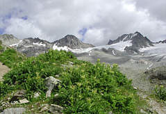 Aletsch