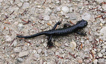 Salamander