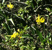 Blumen im Mt. Revelstoke NP