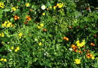 Blumen im Mt. Revelstoke NP