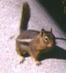 chipmunk01.jpg (3452 Byte)