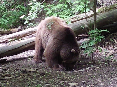 Br Bren Wolf Wlfe Brenpark Hainich Baumwipfelpfad