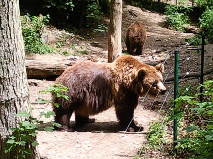 Br Bren Wolf Wlfe Brenpark Hainich Baumwipfelpfad