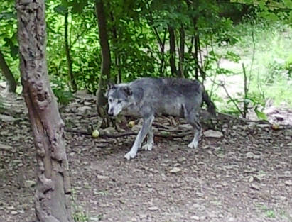 Br Bren Wolf Wlfe Brenpark Hainich Baumwipfelpfad