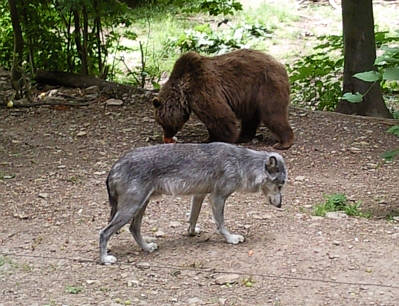 Br Bren Wolf Wlfe Brenpark Hainich Baumwipfelpfad