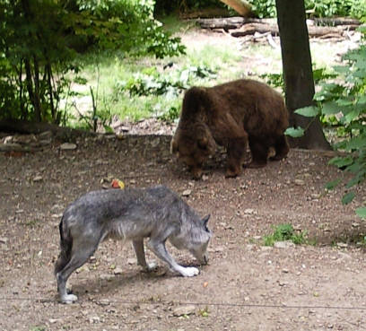 Br Bren Wolf Wlfe Brenpark Hainich Baumwipfelpfad