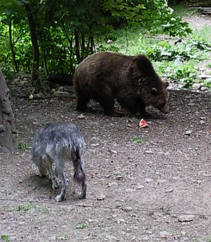 Br Bren Wolf Wlfe Brenpark Hainich Baumwipfelpfad