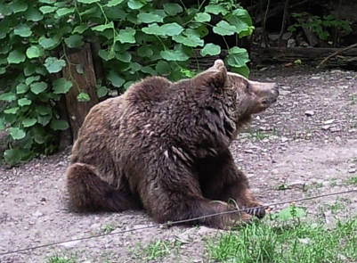 Br Bren Wolf Wlfe Brenpark Hainich Baumwipfelpfad