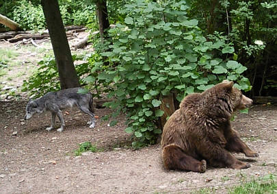 Br Bren Wolf Wlfe Brenpark Hainich Baumwipfelpfad