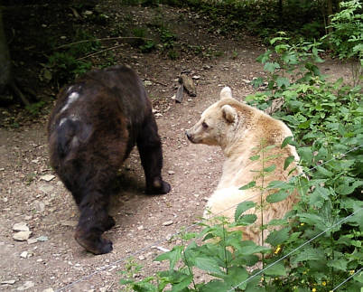 Br Bren Wolf Wlfe Brenpark Hainich Baumwipfelpfad