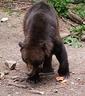 Br Bren Wolf Wlfe Brenpark Hainich Baumwipfelpfad