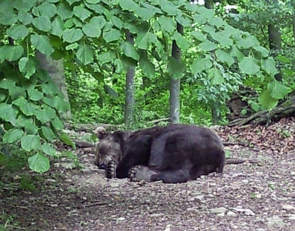 Br Bren Wolf Wlfe Brenpark Hainich Baumwipfelpfad