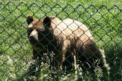 Br Bren Wolf Wlfe Brenpark Hainich Baumwipfelpfad