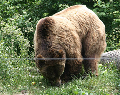 Br Bren Wolf Wlfe Brenpark Hainich Baumwipfelpfad