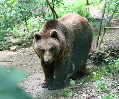 Br Bren Wolf Wlfe Brenpark Hainich Baumwipfelpfad