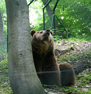 Br Bren Wolf Wlfe Brenpark Hainich Baumwipfelpfad