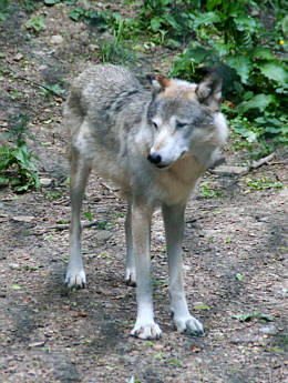 Br Bren Wolf Wlfe Brenpark Hainich Baumwipfelpfad