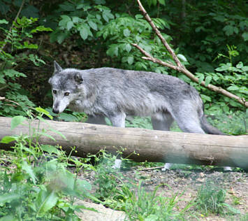 Br Bren Wolf Wlfe Brenpark Hainich Baumwipfelpfad