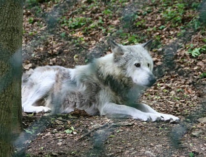 Br Bren Wolf Wlfe Brenpark Hainich Baumwipfelpfad