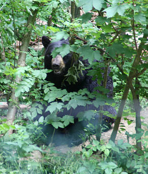 Br Bren Wolf Wlfe Brenpark Hainich Baumwipfelpfad